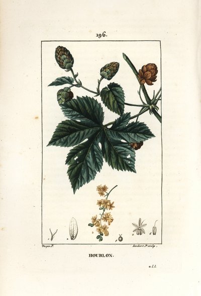 クライミングホップ - ホップ、Humulus lupulus。Chaumeton, Poiret and Chamberetの "La Flore Medicale", Paris, Panckouckeに掲載されたPierre Jean-Francois Turpinの絵をもとにLambert Juniorが描いた手彩色のスティップル銅版画。 作： Pierre Jean Francois Turpin