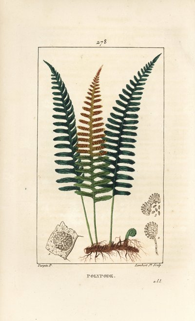 一般的なポリポディ - 葉、種子、根を持つポリポディファーン（Polypodium vulgare）。Chaumeton, Poiret and Chamberetの "La Flore Medicale, Paris, P. "に掲載されているPierre Jean-Francois Turpinの絵をもとにLambert Juniorが描いた手彩色のスティプル銅版画。 作： Pierre Jean Francois Turpin