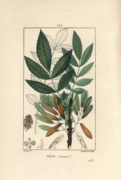 トネリコ（Fraxinus excelsior）の枝、葉、種、葉の輪郭。ショーメトン、ポワレ、シャンベルエの " 作： Pierre Jean Francois Turpin