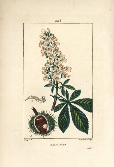 一般的な栗、クリ、または白栗 - セイヨウトチノキ、Aesculus hippocastanum。Chaumeton, Poiret and Chamberet