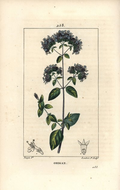 花、葉、茎、種を持つオレガノ（Origanum vulgare）。ピエール・ジャン・フランソワ・テュルパンが描いた絵をもとに、ランベール・ジュニアが手彩色のスティプル銅版画を描いたもので、Chaumeton, Poiret and 作： Pierre Jean Francois Turpin