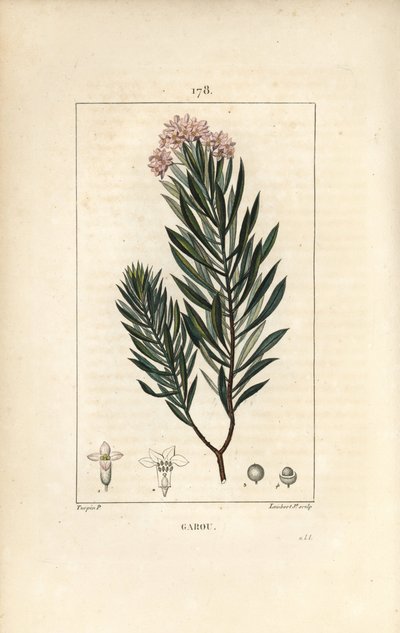 Daphne garou, Thymele or Saint Bois - Spurge flax, Daphne gnidium.Chaumeton, Poiret and Chamberetの "La Flore Medicale"、Paris, PanckouckeよりPierre Jean-Francois Turpinが描いた絵をLambert Juniorが手彩色のスティプル銅版画で再現。 作： Pierre Jean Francois Turpin
