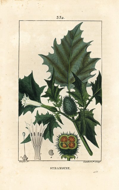 Datura officinal, Stramoine or spinous apple - Thorn apple, loco weed or jimson weed, Datura stramonium.Chaumeton, Poiret and Chamberetの「La」に掲載されているPierre Jean-Francois Turpinの絵をもとにLambert Juniorが描いた手彩色のスティップル銅版画。 作： Pierre Jean Francois Turpin