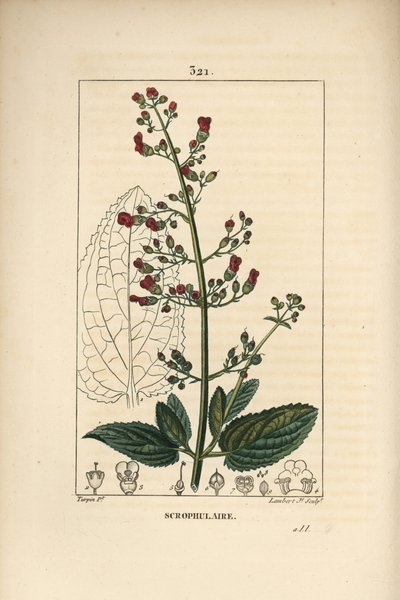 Ear scrofulary - 花、葉、茎、種、葉の輪郭を持つ水イチゴ（Scrophularia aquatica）。Chaumeton, Poiret and Chamberetの "La F. "からPierre Jean-Francois Turpinが描いた絵をLambert Juniorが手彩色のスティプル銅版画にしたもの。 作： Pierre Jean Francois Turpin