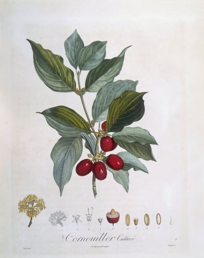 ヨーロッパコーネル（Cornus mas）、Henry Louis Duhamel du Monceau、Pierre Jean Francois Turpinによるボタニカルプレート 作： Pierre Jean Francois Turpin