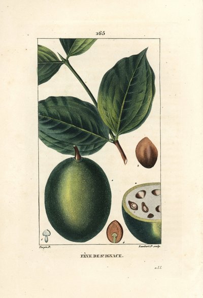 Feve de Saint Ignace - イエスの豆、または聖イグナシアの豆（Strychnos ignatia）、果実と種子（豆）、全体と断面。ピエール・ジャン・フランソワ・テュルパンがショーメトンで描いた絵をもとに、ランベール・ジュニアが手彩色のスティプル銅版画で表現したもの。 作： Pierre Jean Francois Turpin