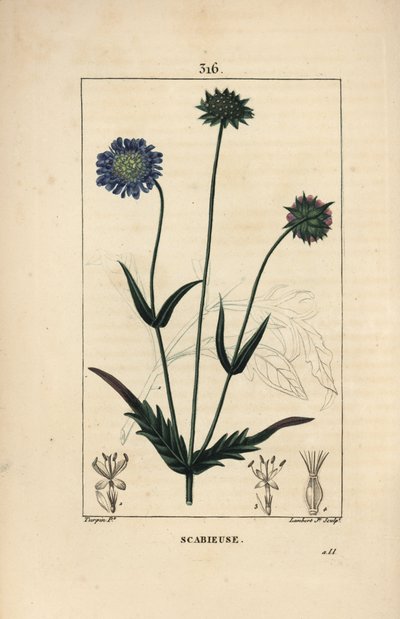 Field knautie or field scabieuse - 花、葉、茎、種、葉の輪郭を持つ野原のスカブキ（Knautia arvensis）。ピエール・ジャン・フランソワ・テュルパンが描いた絵をもとに、ランベール・ジュニアが手彩色のスティプル銅版画（「ショーメトン、ポワレ、シャム」より 作： Pierre Jean Francois Turpin