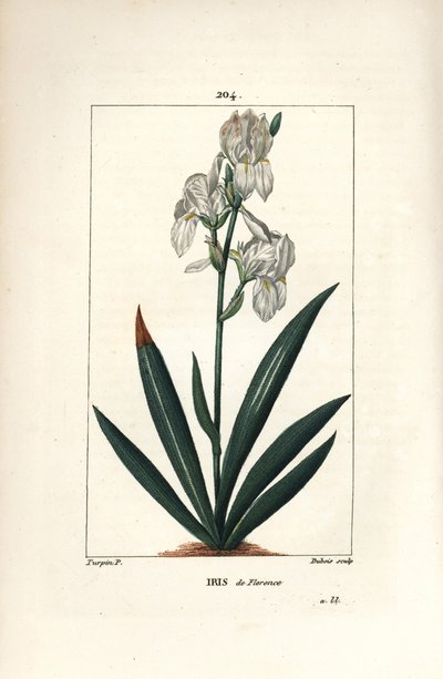フロレンティン・アイリス、フローレンス・アイリス - Florentine Iris, Iris florentina, flower and leaf.ショーメトン、ポワレ、シャンベの "La Flore Medicale"（パリ、パン）に掲載されたピエール・ジャン・フランソワ・テュルパンの絵をデュボアが手彩色で銅版画にしたもの。 作： Pierre Jean Francois Turpin