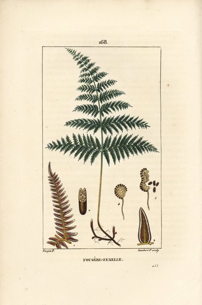 Fougere Aigle ou Grande Fougere - 雌のシダまたはワラビ、Pteridium aquilinum。Chaumeton, Poiret et Chamberetの "La Flore Medicale "からPierre Jean-Francois Turpinが描いた絵をLambert Juniorが手彩色のスティプル銅版画にしたもの。 作： Pierre Jean Francois Turpin