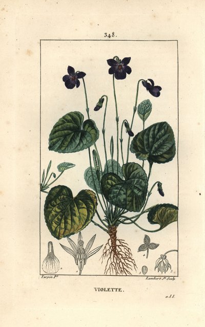 花、葉、茎、根を持つスウィートバイオレット（Viola odorata）。Chaumeton, Poiret and Chamberetの "La Flore Medicale, Pari "に掲載されたPierre Jean-Francois Turpinの絵をもとにLambert Juniorが描いた手彩色のスティプル銅版画。 作： Pierre Jean Francois Turpin