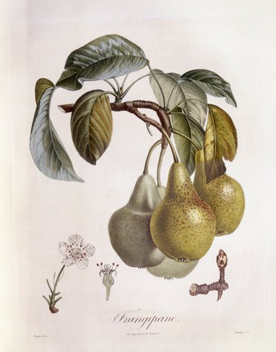 フランギパン（プルメリア）の実 Henry Louis Duhamel du Monceau、Pierre Jean Francois Turpinの植物画プレート 作： Pierre Jean Francois Turpin