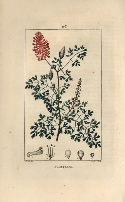 Fumeterre officinaleまたはFoot de Celine - 花、葉、種が描かれたFumaria officinalis（フマリア・オフィシナリス）。Chaumeton, Poiret et Chamberetの「L」に掲載されたPierre Jean-Francois Turpinの絵をもとにLambert Juniorが描いた手彩色のスティプル銅版画。 作： Pierre Jean Francois Turpin