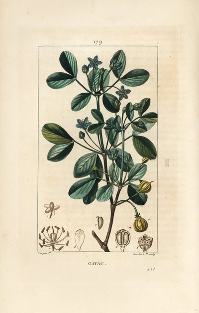 ガイアック（聖なる木）、生命の木 - Guaiacum, Guajacum officinale.Chaumeton, Poiret and Chamberetの "La Flore Medicale", Paris, Panckouckeに掲載されたPierre Jean-Francois Turpinの絵をもとにLambert Juniorが描いた手彩色のスティプル銅版画。 作： Pierre Jean Francois Turpin