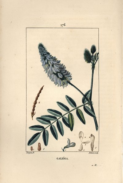 Galega - 花、葉、種を持つヤギのルー（Galega officinalis）。ショーメトン、ポワレ、シャンベの "La Flore Medicale"（パリ、パンクック）に掲載されたピエール・ジャン＝フランソワ・テュルパンの絵をデュボアが手彩色のスティプル銅版画にしたもの。 作： Pierre Jean Francois Turpin