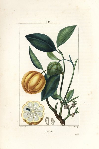 Garcinia gummi gutta or Malabar Tamarinier, Gambooge, Brindall Bay - Gum guttae tree, Cambogia gutta, with fruit, leaf, flower and fruit in section.ピエール・ジャン・フランソワ・テュルパンの絵からランバート・ジュニアが描いた手彩色のスティプル銅版画 作： Pierre Jean Francois Turpin