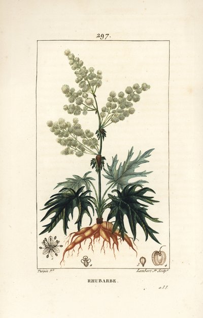 ガーデン・ルバーブ - 花、茎、葉、種、根を持つルバーブ（Rheum rhabarbarum）。Chaumeton, Poiret and Chamberetの「La F」に掲載されたPierre Jean-Francois Turpinの絵をもとにLambert Juniorが描いた手彩色のスティプル銅版画。 作： Pierre Jean Francois Turpin