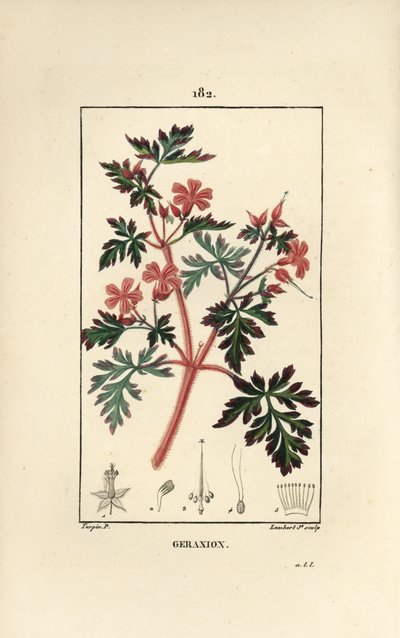 ゼラニウム草 a Robert - Hert Robert, Geranium robertianum.Chaumeton, Poiret and Chamberetの "La Flore Medicale, Paris, Panckoucke "に掲載されたPierre Jean-Francois Turpinの絵をもとにLambert Juniorが描いた手彩色のスティップル銅版画。 作： Pierre Jean Francois Turpin
