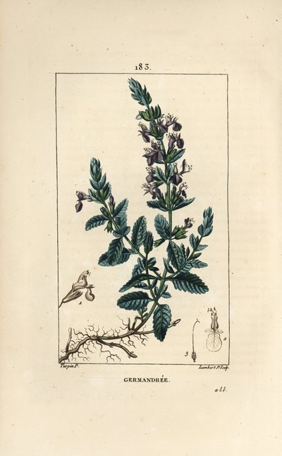 Germandree petit oak - Germander, Teucrium chamaedrys.Chaumeton, Poiret and Chamberetの "La Flore Medicale, Paris, Panckoucke "に掲載されたPierre Jean-Francois Turpinの絵からLambert Juniorが描いた手彩色のスティップル銅版画。 作： Pierre Jean Francois Turpin