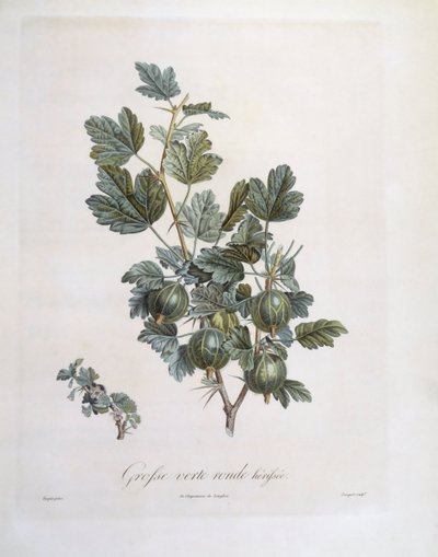 グーズベリー（Ribes uva-crispa）、Henry Louis Duhamel du Monceau、Pierre Jean Francois Turpinによるボタニカルプレート 作： Pierre Jean Francois Turpin