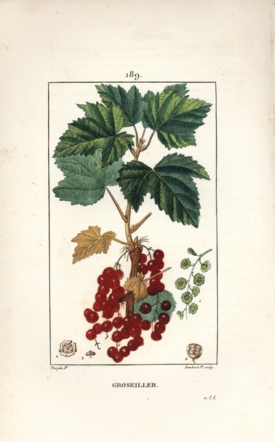 葉、茎、果実、花を持つレッドカラント（Ribes rubrum）。Chaumeton, Poiret and Chamberetの "La Flore Medicale "からPierre Jean-Francois Turpinが描いたものをLambert Juniorが手彩色のスティプル銅版画にしたもの。 作： Pierre Jean Francois Turpin