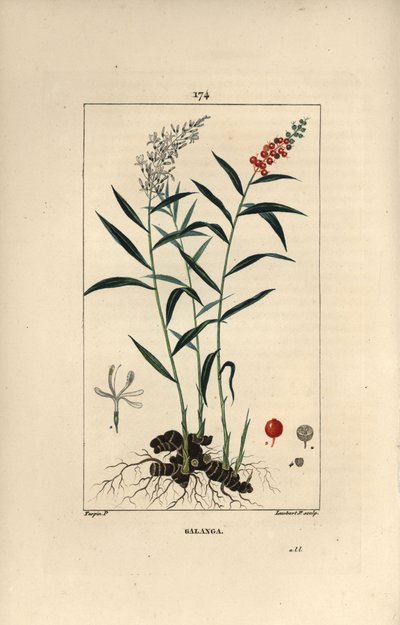花、実、葉、根茎が描かれたグランドガランガまたはガランガ - グレーターガランガまたはタイガランガ（Alpinia galanga）。Chaumeton, Poiret et Ch』に掲載されているピエール・ジャン＝フランソワ・トルパンの絵をもとに、ランバート・ジュニアが手彩色のスティプル銅版画を描いたもの。 作： Pierre Jean Francois Turpin