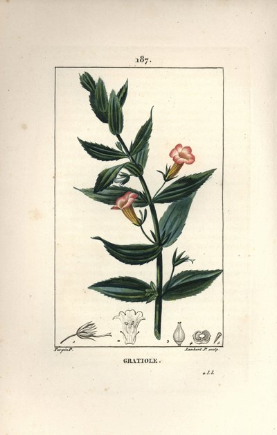 Gratiole officinale, or Grace de dieu, Grace au poor man, Petite digitale - Hedge hyssops, Gratiola officinalis.ピエール・ジャン・フランソワ・テュルパンがショーメトン、ポワレ、シャンベから描いた絵をもとに、ランベール・ジュニアが手彩色のスティプル銅版画を制作。 作： Pierre Jean Francois Turpin