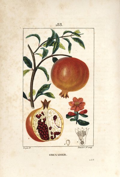 Grenadier - ザクロの木（Punica granatum）、葉、花、果実、種子を示す果実の断面図。ピエール・ジャン・フランソワ・トルパンがショーメトン、ポワレ、シャンベに描いた絵をもとに、ランベール・ジュニアが手彩色のスティプル銅版画を制作。 作： Pierre Jean Francois Turpin