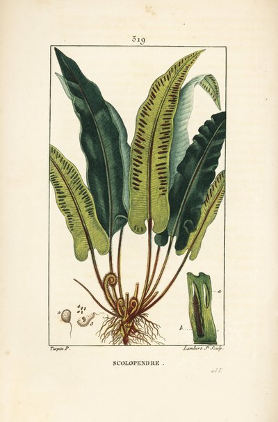 ハートの舌のシダ（Asplenium scolopendrium）、葉、種、根付き。Chaumeton, Poiret and Chamberetの "La Flore Medicale", Paris, Panckouに掲載されたPierre Jean-Francois Turpinの図面をもとにLambert Juniorが描いた手彩色のスティプル銅版画。 作： Pierre Jean Francois Turpin