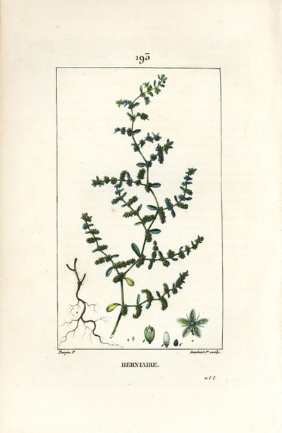 Herniary glabrous or turquette - Rupture wort, Herniaria glabra.Chaumeton, Poiret and Chamberetの "La Flore Medicale, Paris, Panckoucke "に掲載されたPierre Jean-Francois Turpinの図からLambert Juniorが描いた手彩色のスティップル銅版画。 作： Pierre Jean Francois Turpin
