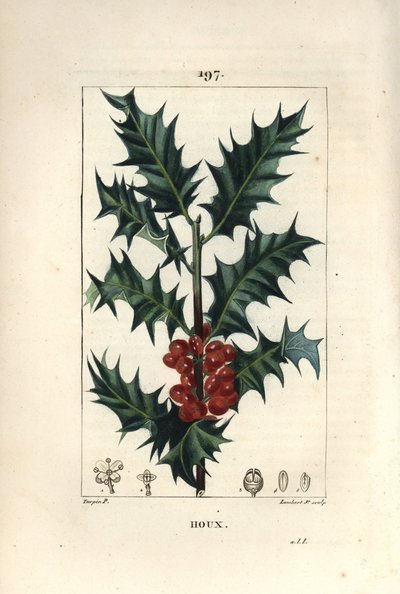 Holly - ホリー（Ilex aqualifolium）、トゲのある葉と赤い実を持つ。Chaumeton, Poiret and Chamberetの "La Flore Medicale, Paris, Panckouc "に掲載されたPierre Jean-Francois Turpinの絵をもとにLambert Juniorが描いた手彩色のスティプル銅版画。 作： Pierre Jean Francois Turpin