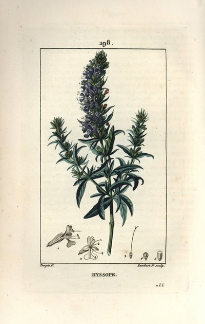 Hyssop officinale or hysssop - ヒソップ（Hyssopus officinalis）。Chaumeton, Poiret and Chamberetの "La Flore Medicale, Paris, Panckoucke "に掲載されたPierre Jean-Francois Turpinの図からLambert Juniorが描いた手彩色のスティップル銅版画。 作： Pierre Jean Francois Turpin