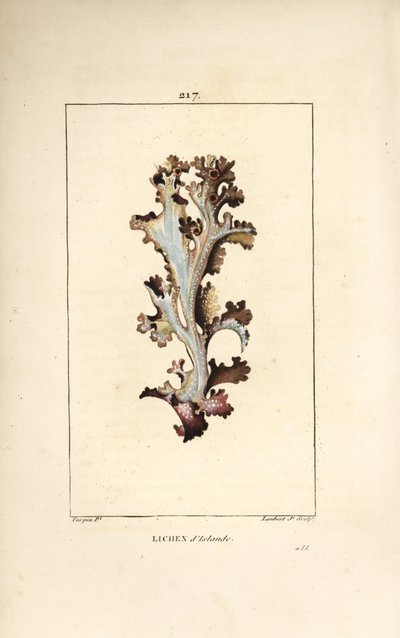 アイスランドの地衣類またはアイスランドのコケ - アイスランドの地衣類、Lichen islandicus。Chaumeton, Poiret and Chamberetの "La Flore Medicale, Paris, Panckoucke "に掲載されているPierre Jean-Francois Turpinの絵からLambert Juniorが描いた手彩色のスティップル銅版画。 作： Pierre Jean Francois Turpin