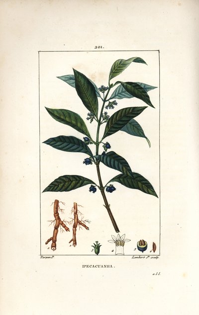 Ipeca or Ipecacuana - Ipecacuanha, Psychotria emetica, with leaf, flower and root.Chaumeton, Poiret and Chamberetの "La Flore Medicale, Par "に掲載されているPierre Jean-Francois Turpinの絵をもとにLambert Juniorが描いた手彩色のスティプル銅版画。 作： Pierre Jean Francois Turpin