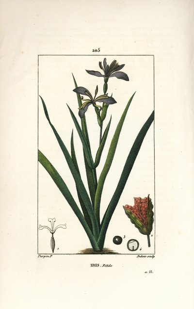 臭いアヤメ（Iris fetide or iris leg, stinking iris） - 花、葉、種ポッドを持つ臭いアヤメ（Iris foetida）。ピエール・ジャン・フランソワ・テュルパンが描いた絵をデュボアが手彩色でスティプル銅版画にしたもので、ショーメトン、ポワレ、シャンベの「ラ・フローレ・メディ」に収録されています。 作： Pierre Jean Francois Turpin