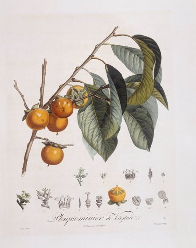 日本の柿（Diospyros kaki）、Henry Louis Duhamel du Monceau、Pierre Jean Francois Turpinによるボタニカルプレート 作： Pierre Jean Francois Turpin