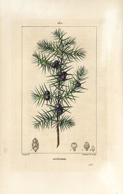 ジュニパーの木（Juniperus vulgaris）、葉、実、茎を示す。Chaumeton, Poiret and Chamberetの "La Flore Medicale", Paris, Panckouckeに掲載されたPierre Jean-Francois Turpinの図からLambert Juniorが描いた手彩色のスティップル銅版画。 作： Pierre Jean Francois Turpin