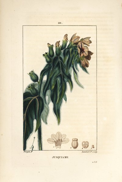 Jusquiame - Poison henbane, Hyoscyamus vulgaris, flower, leaf and seed.Chaumeton, Poiret and Chamberetの "La Flore Medicale, Paris, Panckou "に掲載されているPierre Jean-Francois Turpinの絵からLambert Juniorが描いた手彩色のスティプル銅版画。 作： Pierre Jean Francois Turpin