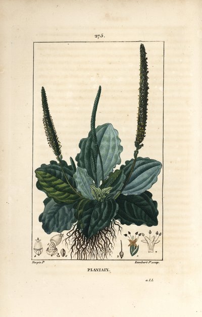 Plantain - Plantain, Plantain major, with leaf, flower and roots.Chaumeton, Poiret and Chamberetの "La Flore Medicale, Paris, Panckou "に掲載されているPierre Jean-Francois Turpinの絵をもとにLambert Juniorが描いた手彩色のスティプル銅版画。 作： Pierre Jean Francois Turpin