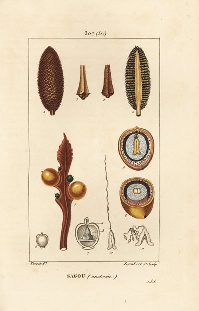 大きな枝や大きなソテツの種子 - クイーンサゴ（Cycas circinalis）、種子と断面を示す。絶滅危惧種。Chaumeton, Poiret and Chamberetの「La」からPierre Jean-Francois Turpinが描いた絵をLambert Juniorが手彩色で描いた銅版画。 作： Pierre Jean Francois Turpin