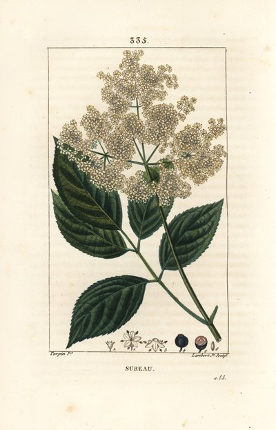 大ニワトコまたは黒ニワトコ - 一般的なニワトコの木、Sambucus nigra。Chaumeton, Poiret and Chamberetの "La Flore Medicale, Paris, Panck "に掲載されたPierre Jean-Francois Turpinの絵をもとにLambert Juniorが描いた手彩色のスティップル銅版画。 作： Pierre Jean Francois Turpin