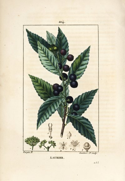 月桂樹（Laurus nobilis）、葉、実、種を持つ。ショーメトン、ポワレ、シャンベの "La Flore Medicale"（パリ、パンクック）に掲載されたピエール・ジャン＝フランソワ・テュルパンの絵からランベール・ジュニアが描いた手彩色のスティプル銅版画。 作： Pierre Jean Francois Turpin