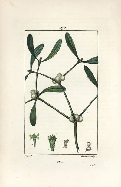 葉状のヤドリギ - Mistletoe, Vissperm album.Chaumeton, Poiret and Chamberetの "La Flore Medicale, Paris, Panckoucke "に掲載されたPierre Jean-Francois Turpinの絵からLambert Juniorが描いた手彩色のスティップル銅版画。 作： Pierre Jean Francois Turpin