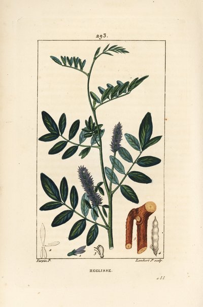 花、葉、樹皮、木の枝、種を持つ甘草（Glycyrrhiza glabra）の図。Chaumeton, Poiret and Chamberetの「La Flore Medical」に掲載されたPierre Jean-Francois Turpinの絵をもとにLambert Juniorが描いた手彩色のスティプル銅版画。 作： Pierre Jean Francois Turpin