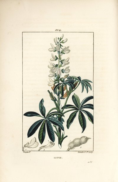 Lupin - White Lupin, Lupinus sativus.Chaumeton, Poiret and Chamberet