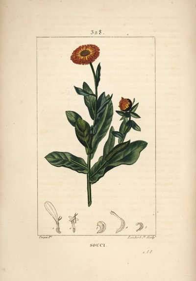 マリーゴールド（Calendula officinalis）の花、葉、茎。Chaumeton, Poiret and Chamberetの "La Flore Medicale", Paris, Panckouckeに掲載されたPierre Jean-Francois Turpinの図からLambert Juniorが描いた手彩色のスティプル銅版画。 作： Pierre Jean Francois Turpin
