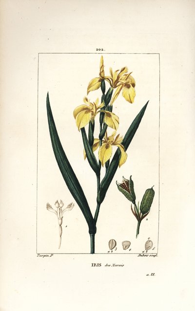 マーシュ・アイリスまたはウォーター・イエロー・アイリス - イエロー・アイリス（Iris palustris lutea）、花、葉、種ポッド（Iris palustris lutea）。Chaumeton, Poiret and Chamberetの「La Flore Me」からPierre Jean-Francois Turpinが描いた絵をLambert Juniorが手彩色のスティプル銅版画にしたもの。 作： Pierre Jean Francois Turpin