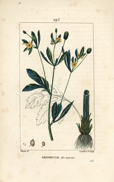 marsh caltha, marsh population or water marigold - マーシュ・マリーゴールドまたはマーシュ・カラスフット、Caltha palustris (Ranunculus palustris)、花、葉、茎、根、種付き。Pierre Jeaが描いた絵をLambert Juniorが手彩色のスティップル銅版画にしたもの。 作： Pierre Jean Francois Turpin