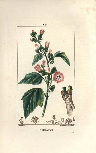 マーシュマロウ、ワイルドマーシュマロウ、ホワイトマロウ - マーシュマロウ（Althaea officinalis）。Chaumeton, Poiret and Chamberetの "La Flore Medicale, Par "に掲載されているPierre Jean-Francois Turpinの絵をもとにLambert Juniorが描いた手彩色のスティップル銅版画。 作： Pierre Jean Francois Turpin