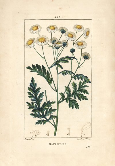 ナツシロギク（Matricaria vulgaris）。Chaumeton, Poiret and Chamberetの "La Flore Medicale", Paris, Panckouckeに掲載されたPierre Jean-Francois Turpinの図からLambert Juniorが描いた手彩色のスティップル銅版画。 作： Pierre Jean Francois Turpin