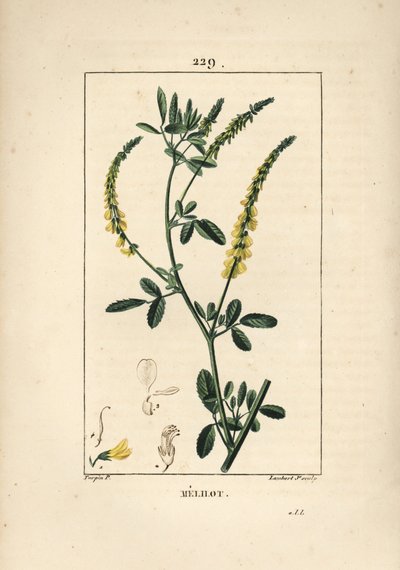 Melilot - メリロット・トレフォイル（Melitotus officinarum）。Chaumeton, Poiret and Chamberet